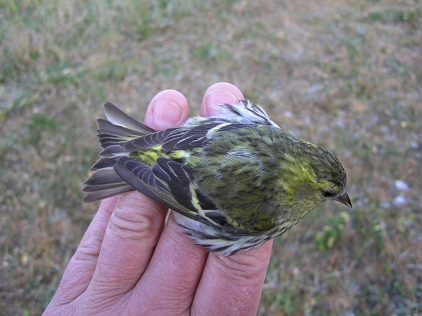 Eurasian Siskin, Sundre 20080607